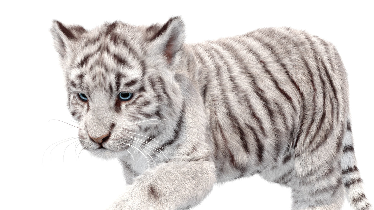 Animated white Tiger Cub 3D Model with Groomed Hair