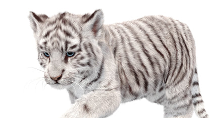 Animated white Tiger Cub 3D Model with Groomed Hair