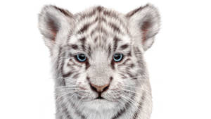 Cute White Tiger Cub 3D Model with Groomed Hair Head Close Up front View Thumbnail