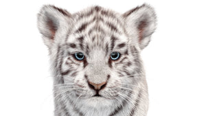 Cute White Tiger Cub 3D Model with Groomed Hair Head Close Up front View Thumbnail