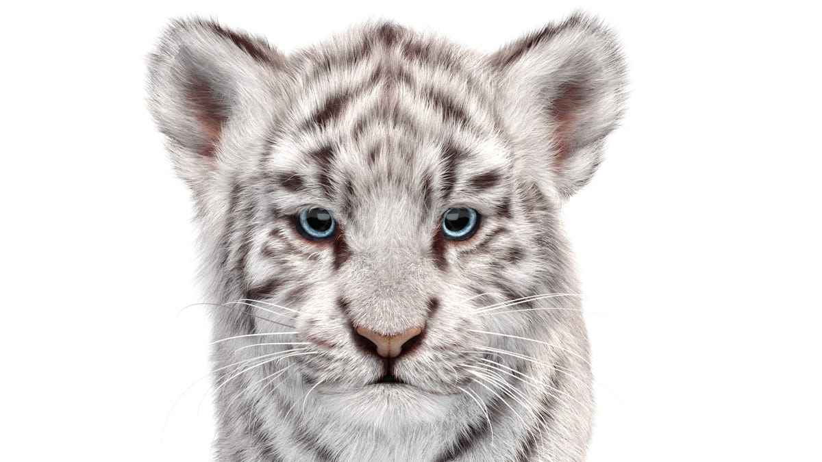 Animated Tiger Cub 3D Model Bundle — Natural and White