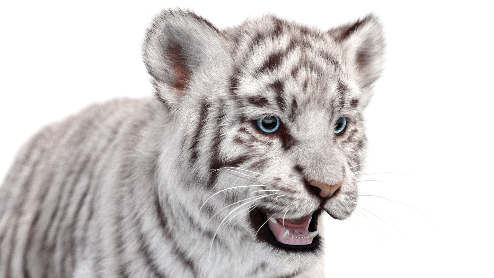 Cute White Tiger Cub 3D Model with Groomed Hair Head Close Up Mouth Opened