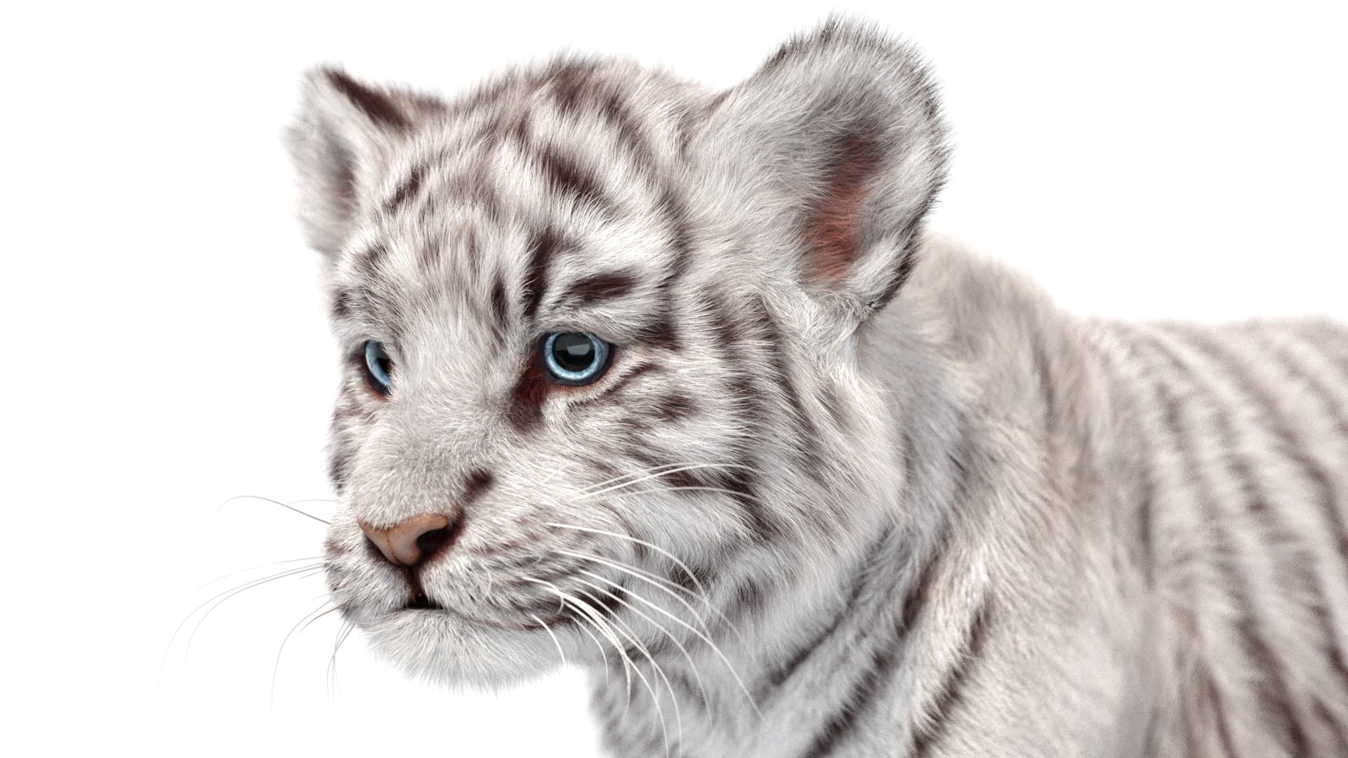 Cute White Tiger Cub 3D Model with Groomed Hair Head Close Up