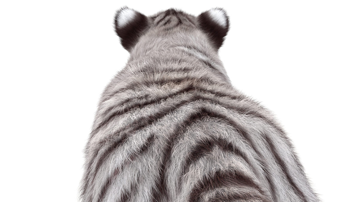 Cute White Tiger Cub 3D Model with Groomed Hair Head Close Up rear view