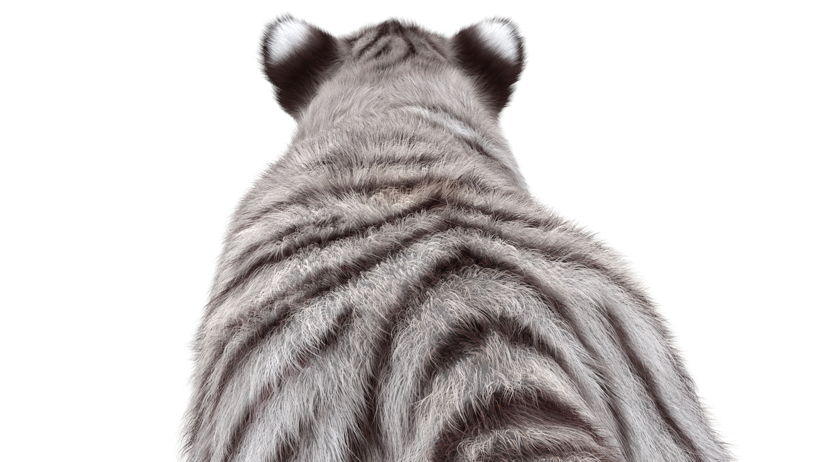 Cute White Tiger Cub 3D Model with Groomed Hair Head Close Up rear view