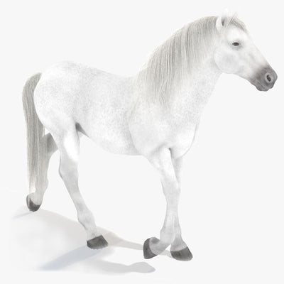 Animated White Horse 3D Model