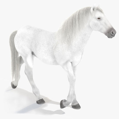 Animated White Horse 3D Model