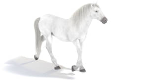 Animated White Horse 3D Model Thumbnail