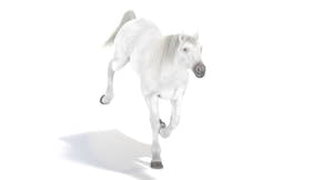 Animated White Horse 3D Model Thumbnail