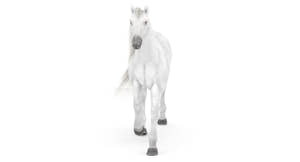 Animated White Horse 3D Model Thumbnail