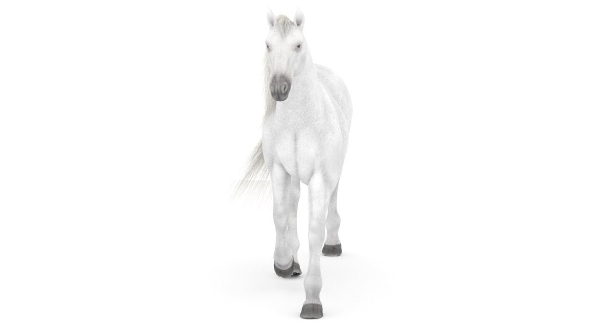 Animated White Horse 3D Model