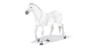 Animated White Horse 3D Model Thumbnail