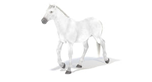 Animated White Horse 3D Model Thumbnail