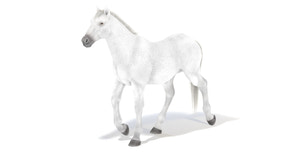 Animated White Horse 3D Model Thumbnail