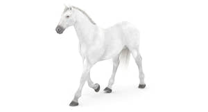 Animated White Horse 3D Model Thumbnail