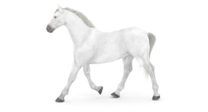 Animated White Horse 3D Model Thumbnail