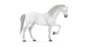 Animated White Horse 3D Model Thumbnail