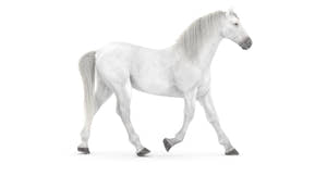 Animated White Horse 3D Model Thumbnail
