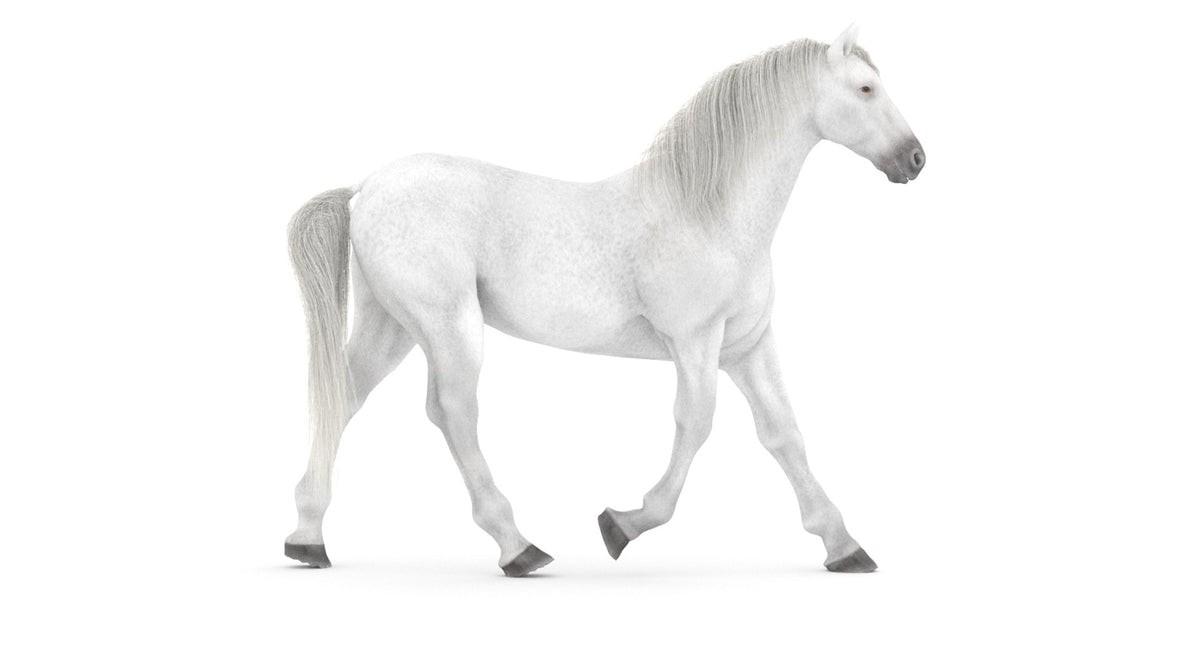 Animated White Horse 3D Model