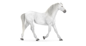 Animated White Horse 3D Model Thumbnail