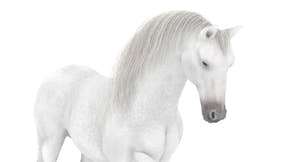 Animated White Horse 3D Model Close Up Thumbnail