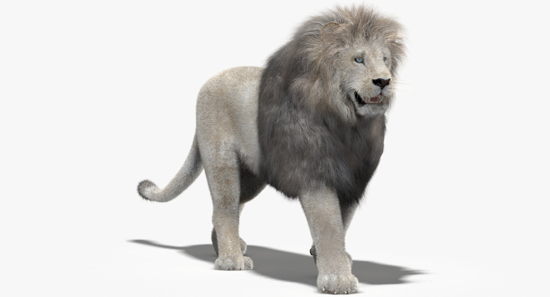 Animated White Lion Fur 3D Model - 360 Degree View
