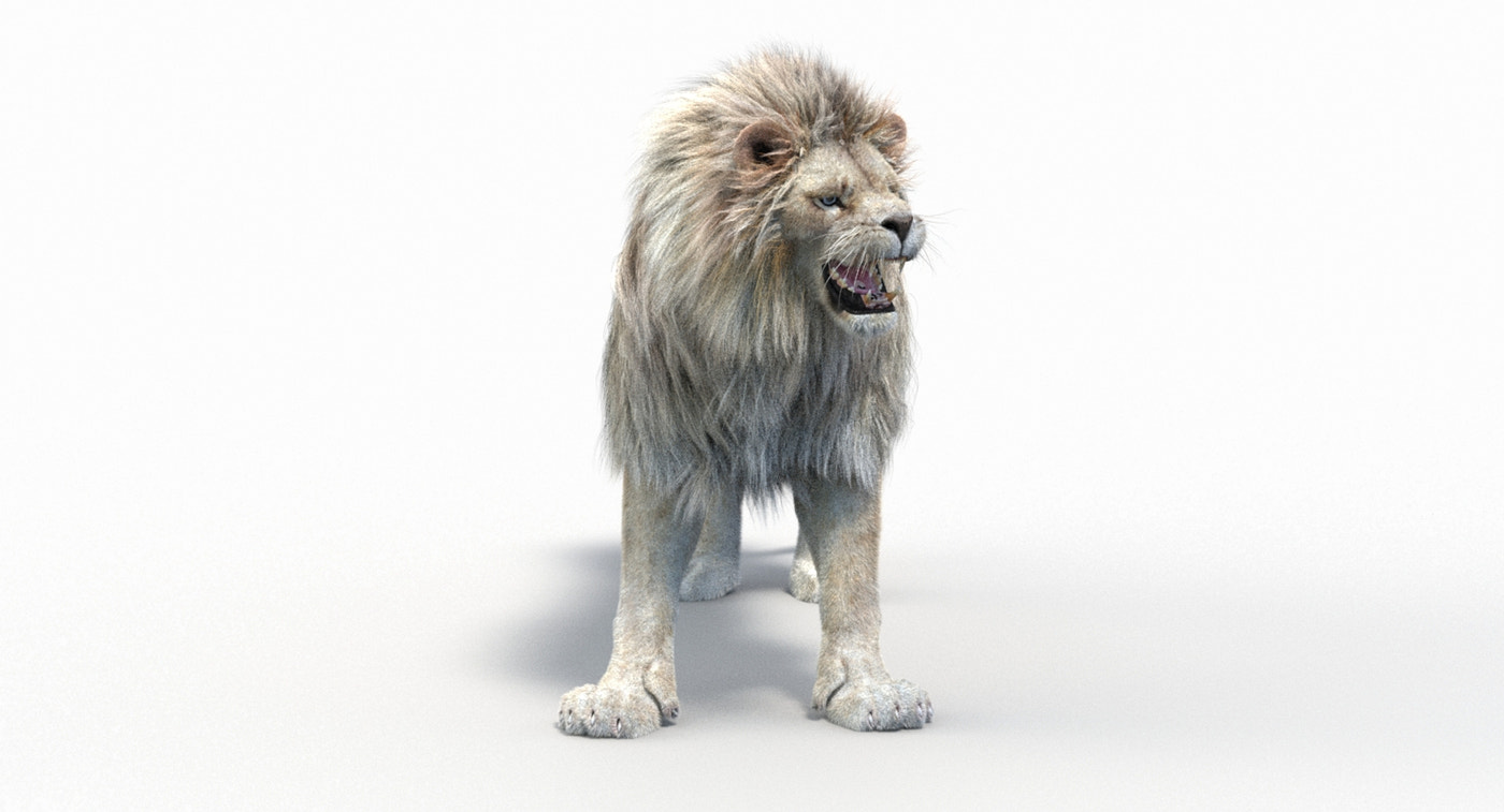 Animated Lion with Fur Two Colors 3D Model - 360 Degree View