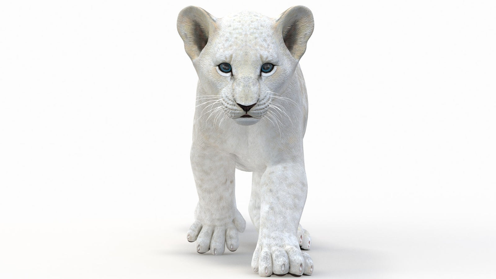 Animated Lion Cub 3D Model Bundle – Natural & White