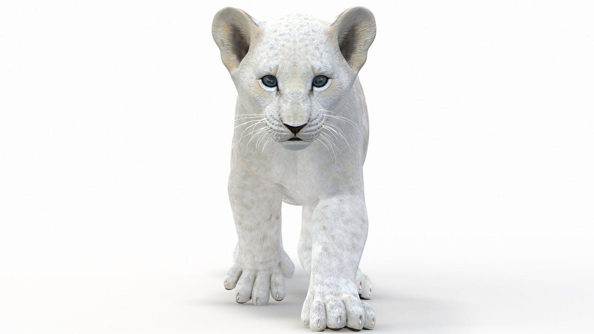 Animated & Game Ready White Lion Cub 3D Model for Download