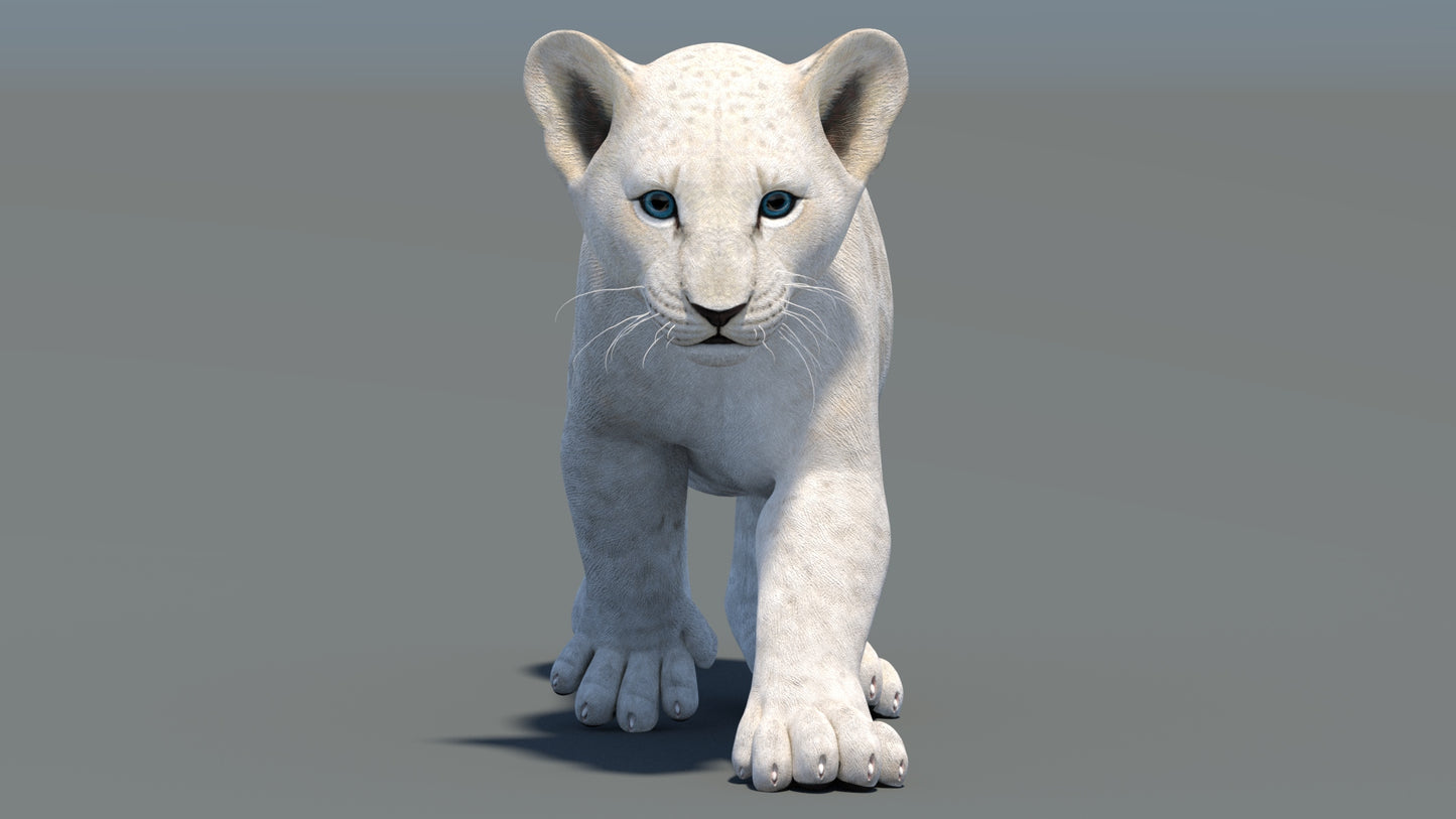 Animated White Lion Cub 3D Model