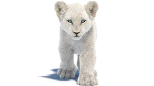 Animated White Fur Lion Cub 3D Model Thumbnail