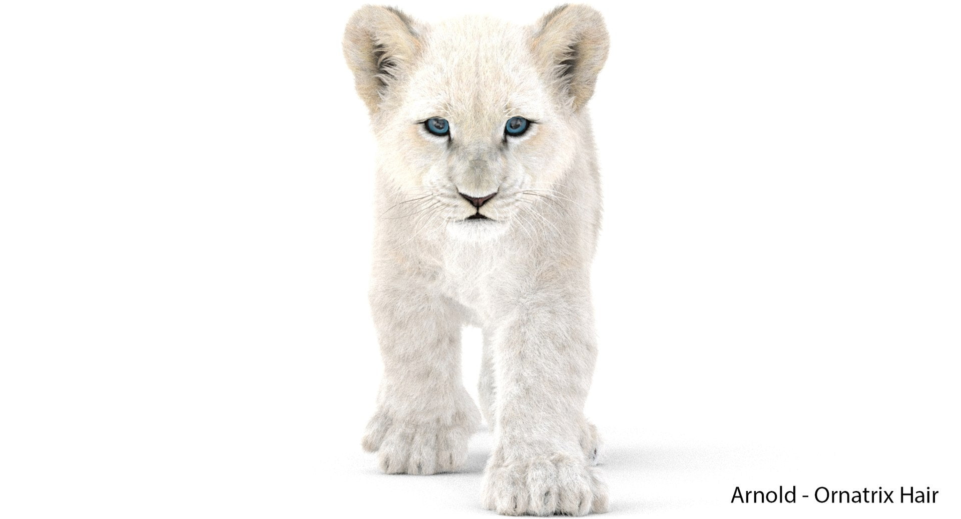 Animated White Fur Lion Cub 3D Model