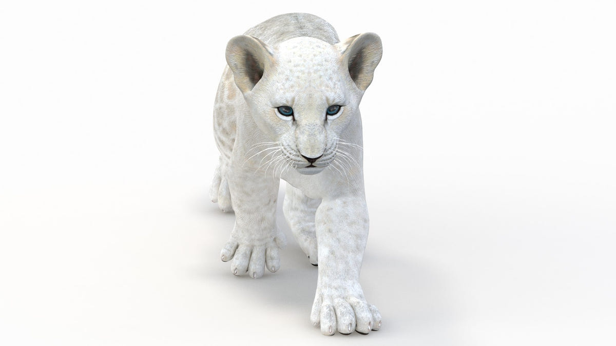 Animated White Lion Cub 3D Model - Game Ready