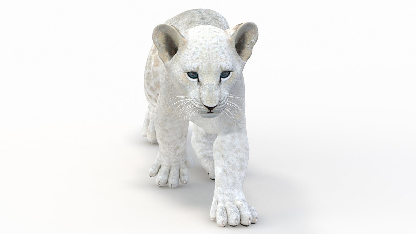 Animated White Lion Cub 3D Model