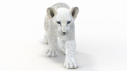 Animated White Lion Cub 3D Model
