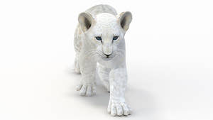 Animated Lion Cub 3D Model Bundle – Natural & White Thumbnail
