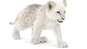 White lion cub 3D Model on a white background Thumbnail