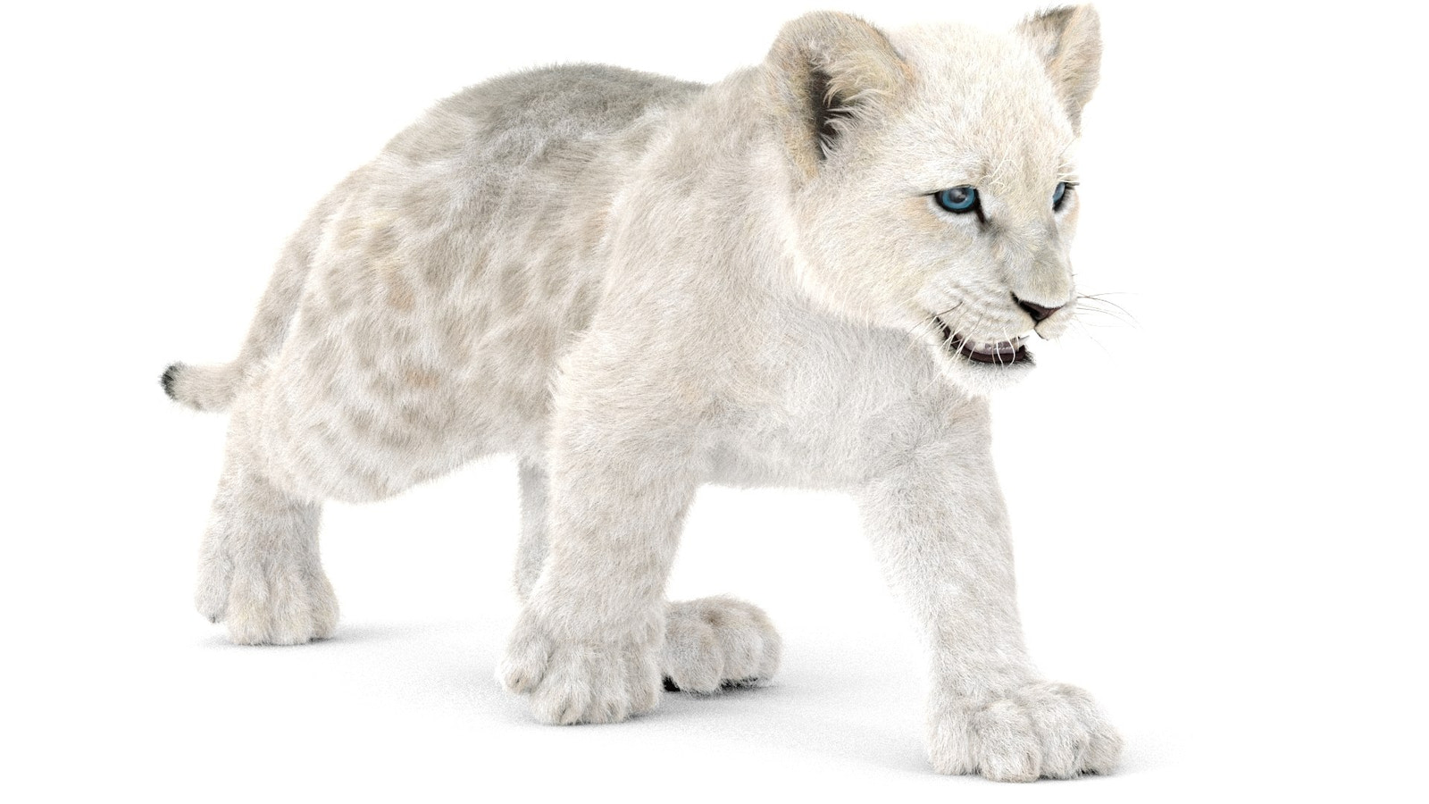 White lion cub 3D Model on a white background
