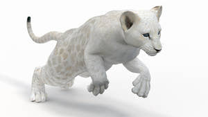 Animated Lion Cub 3D Model Bundle – Natural & White Thumbnail