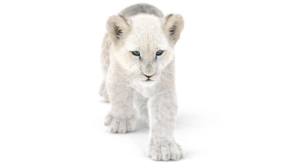 Animated White Lion Cub 3D Model with Fur
