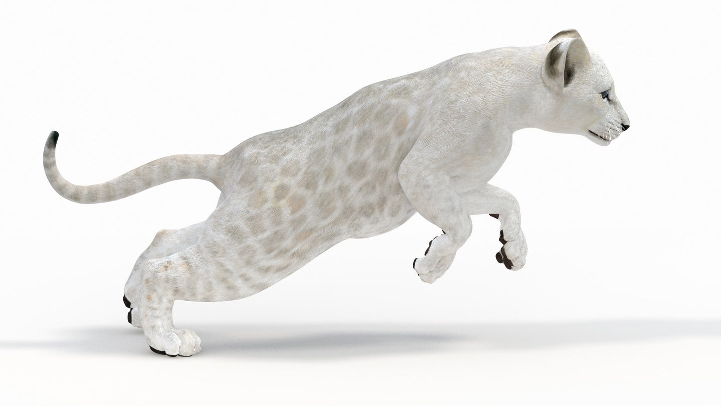 Animated White Lion Cub 3D Model