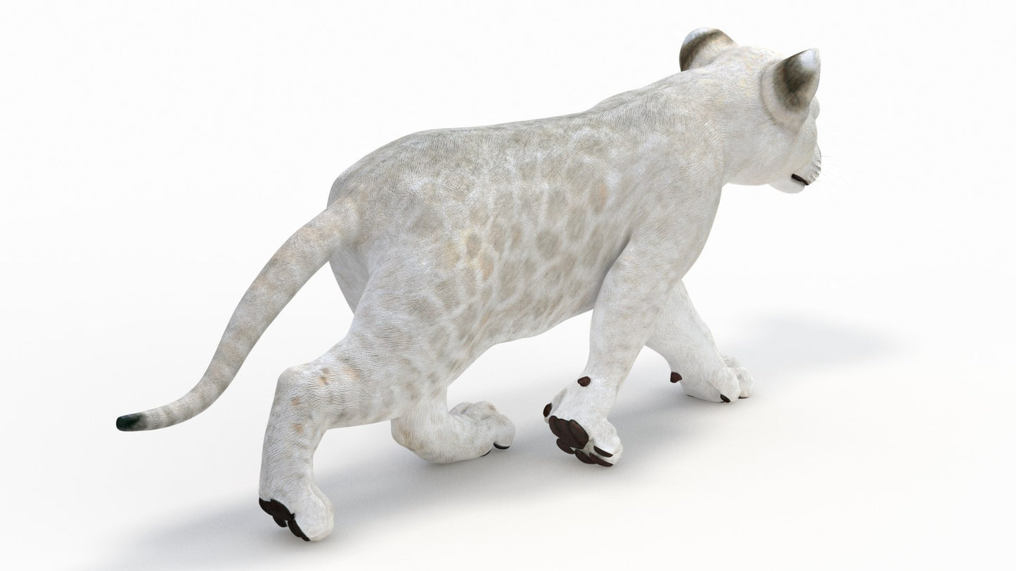 Animated White Lion Cub 3D Model