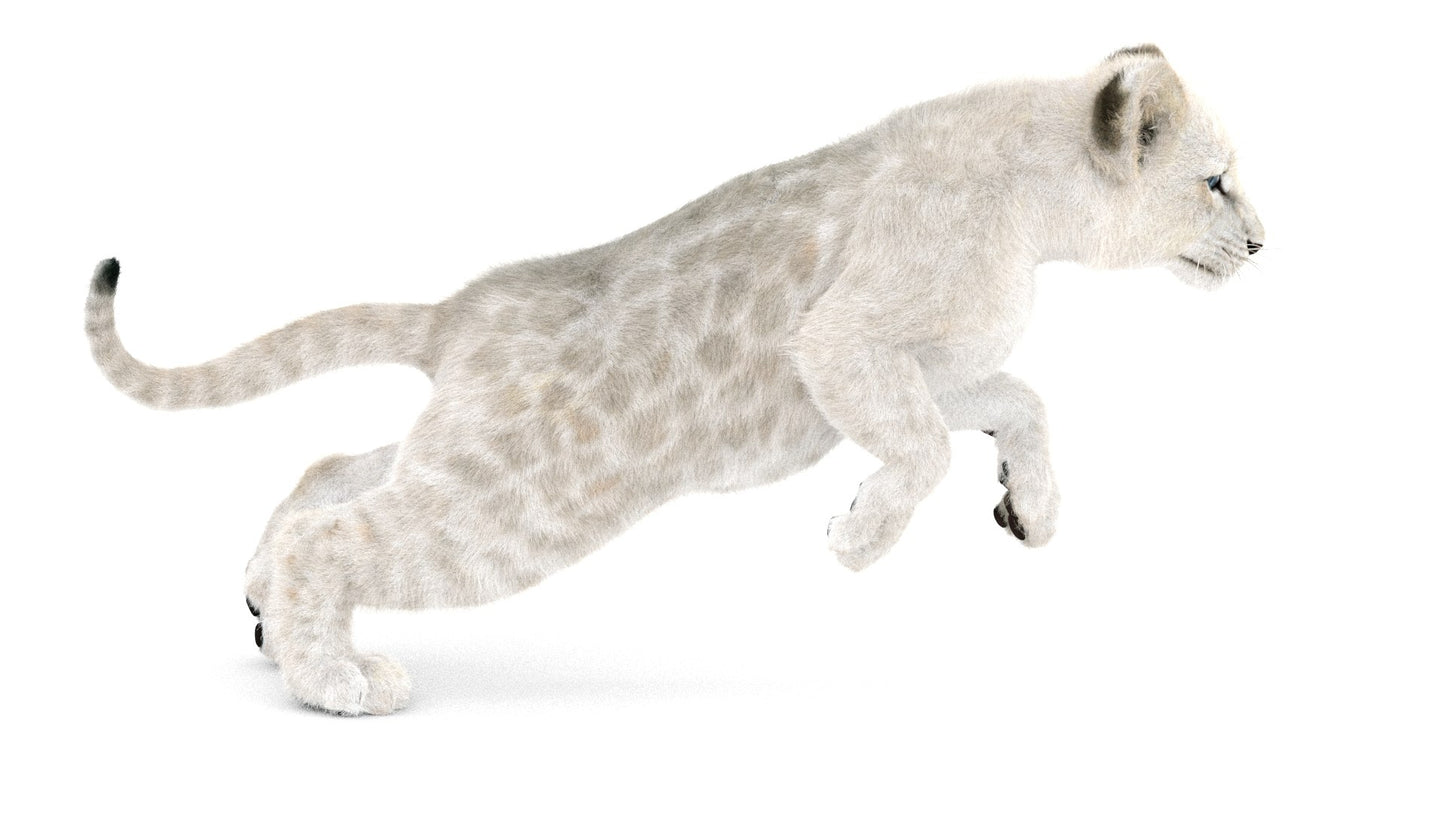 Animated White Fur Lion Cub 3D Model