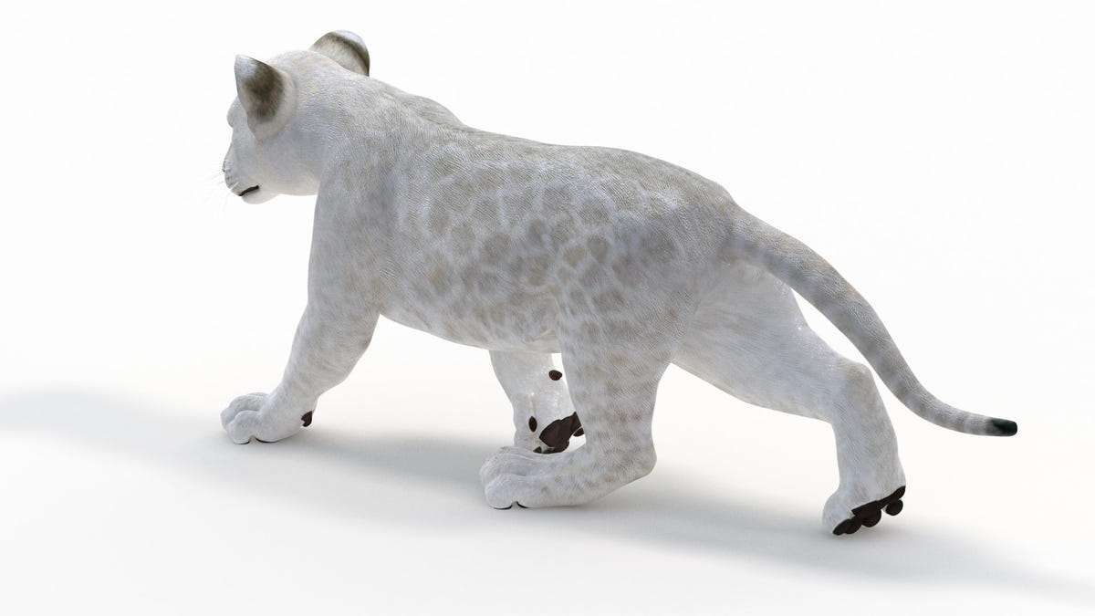 Animated Lion Cub 3D Model Bundle – Natural & White