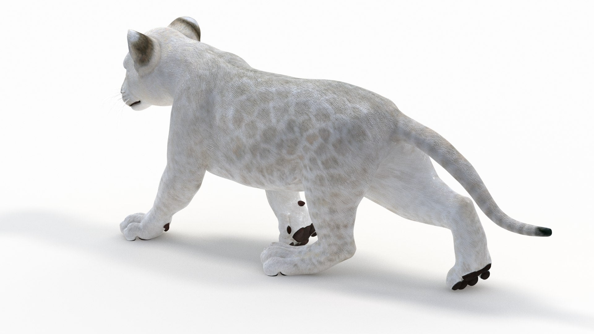 Animated White Lion Cub 3D Model - Game Ready
