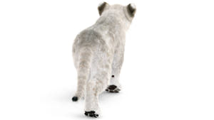 Animated White Lion Cub 3D Model with Fur Thumbnail