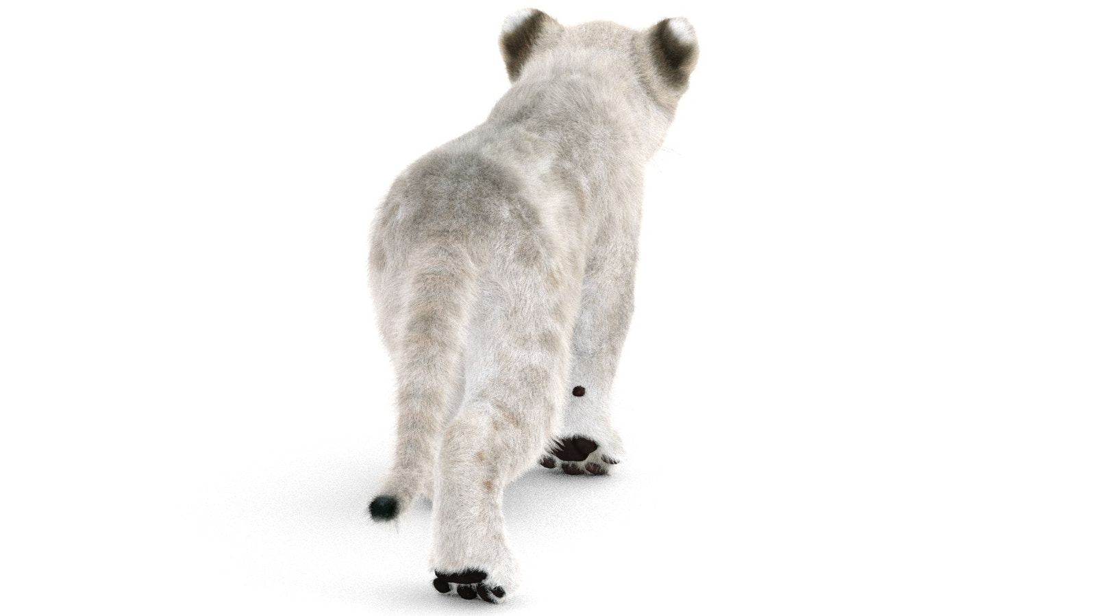 Animated White Lion Cub 3D Model with Fur