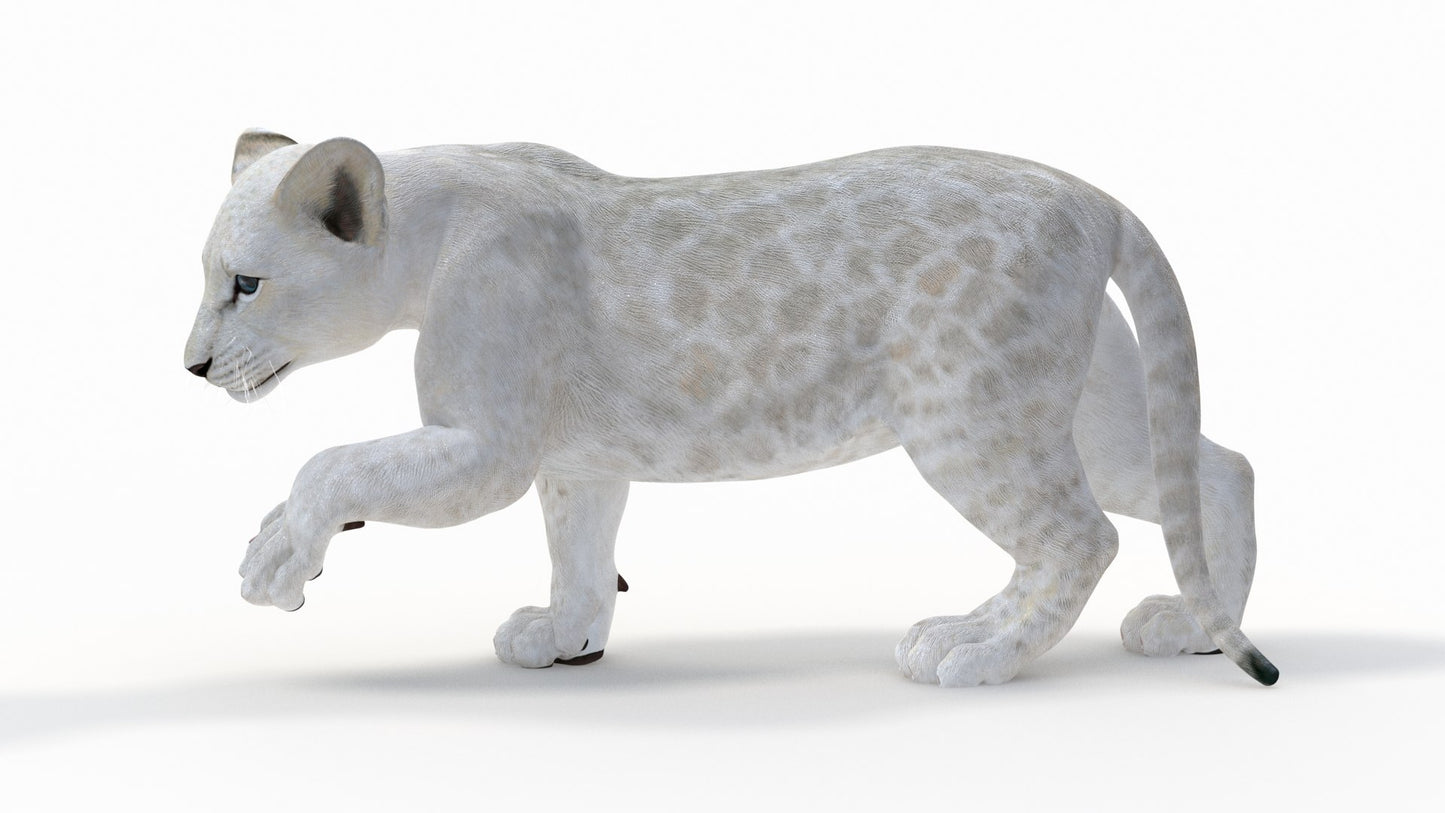 Animated White Lion Cub 3D Model