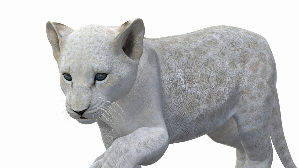 Animated Lion Cub 3D Model Bundle – Natural & White