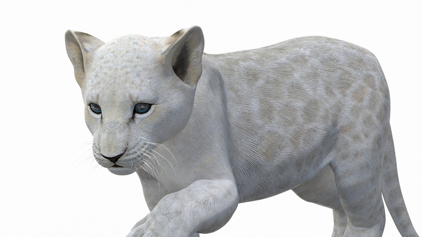 Animated White Lion Cub 3D Model
